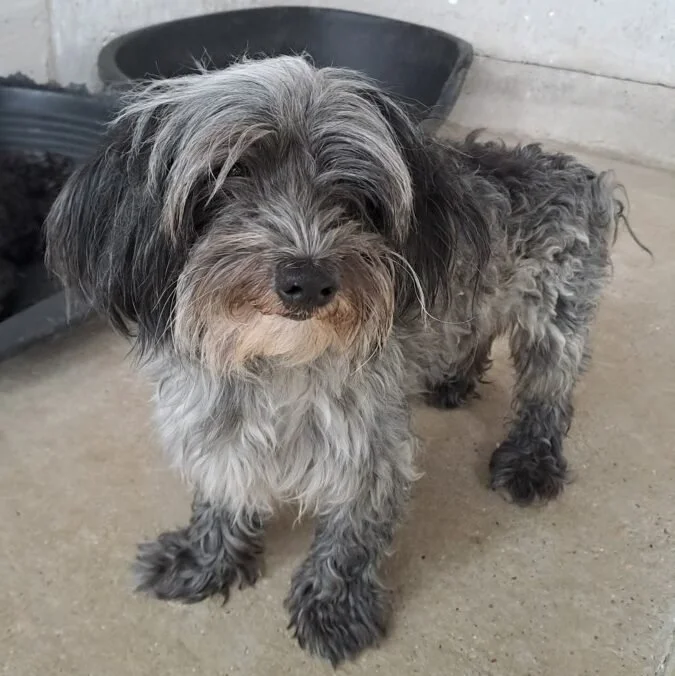 Havanese