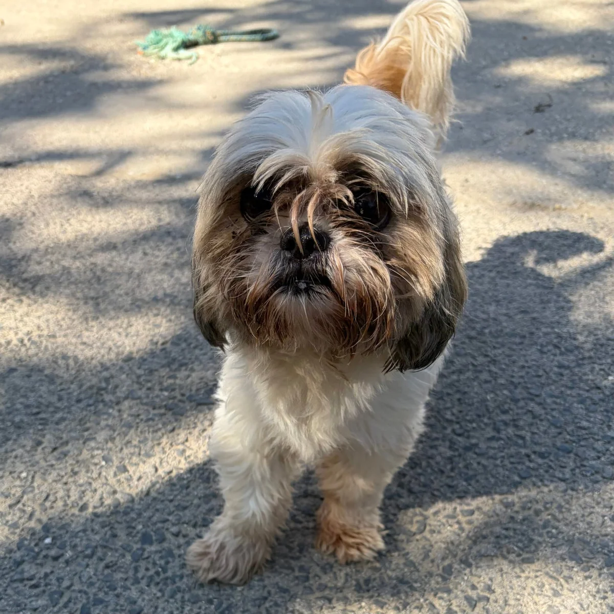 Shih Tzu