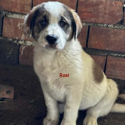Rosie, adopted