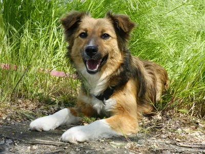 Mona, adopted