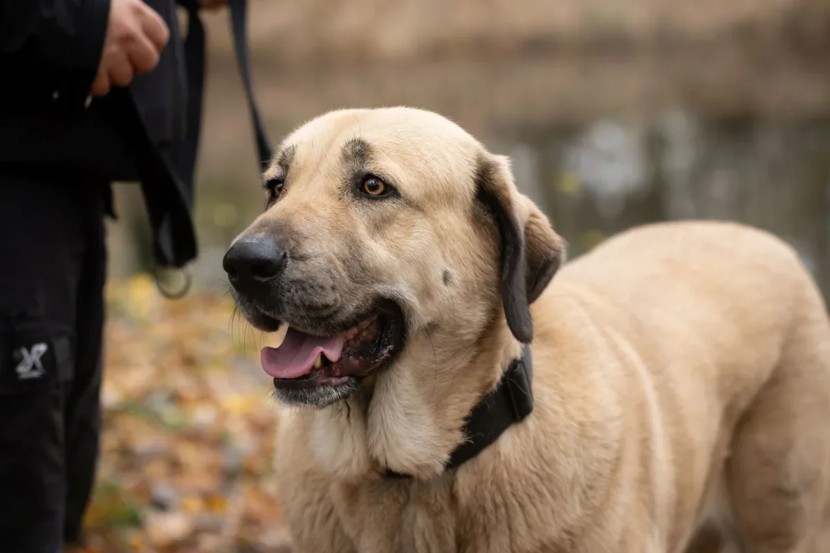 Spanish Mastiff