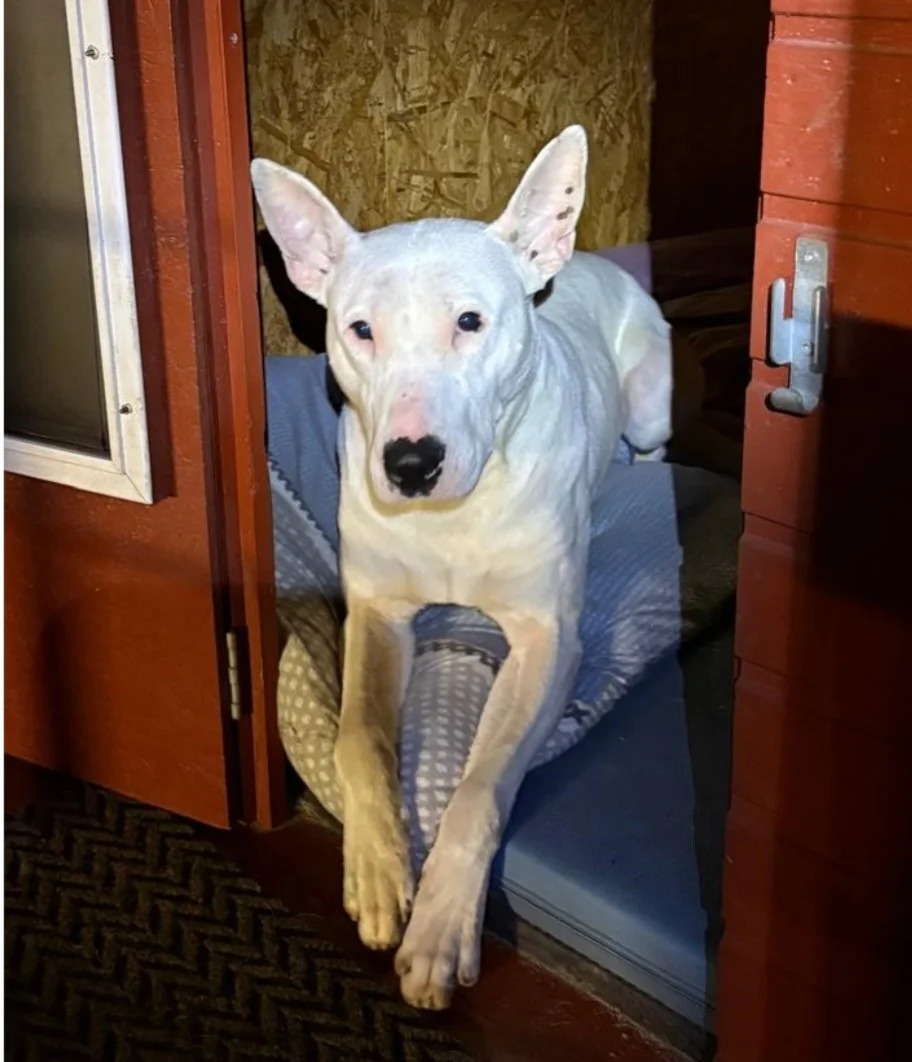 Dogo Argentino