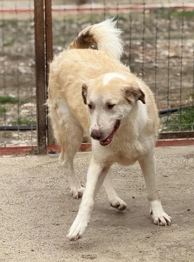 FUCHUR, adopted