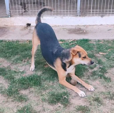 MR. HOPE, adopted