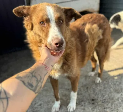 URSU, adopted