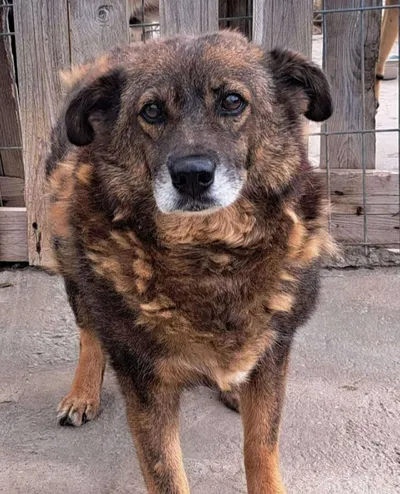 WOODY, adopted