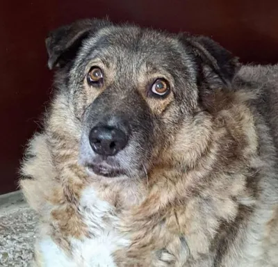 PELLE, adopted