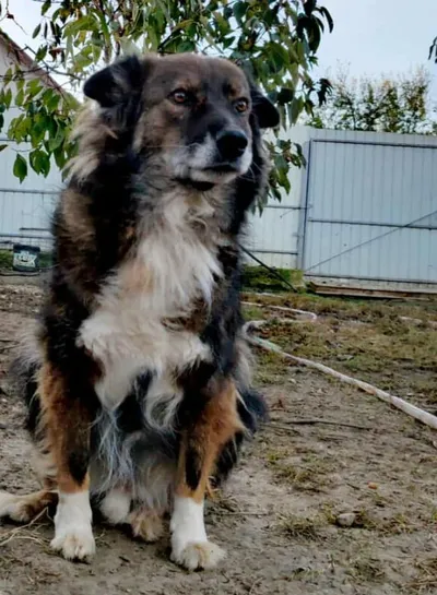 RAJA, adopted