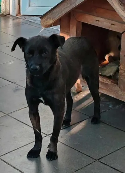 CARLO, adopted