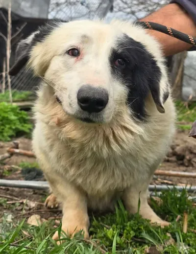 SIKARO, adopted