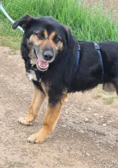 MAX, adopted