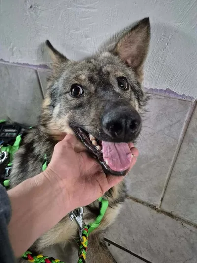 RUDI, adopted