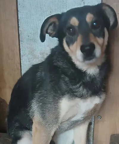 COOPER, adopted