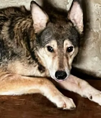 ATTILA, adopted