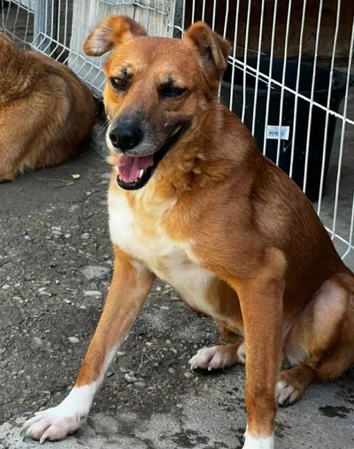 FOX, adopted