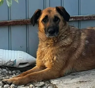 BUDDY, adopted