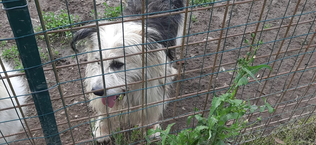 Old English Sheepdog