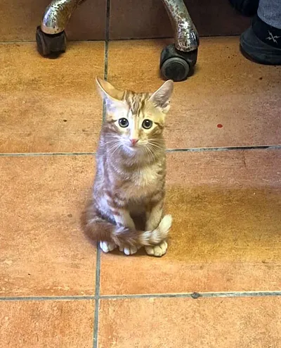 Emil und Frida, adopted