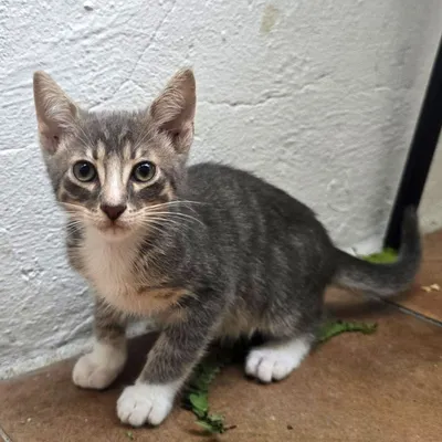 Neko und Bart, adopted