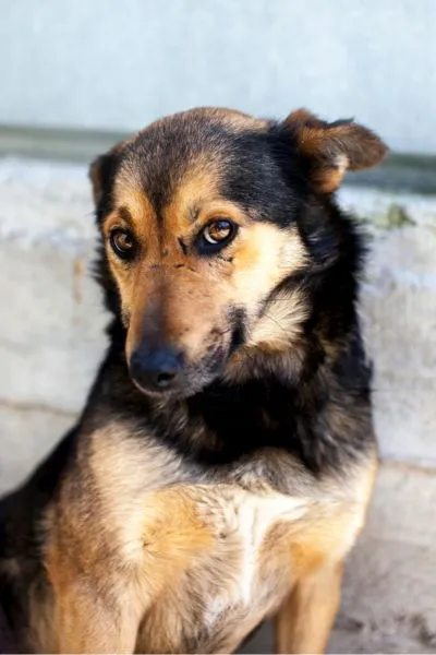 Fiene, adopted