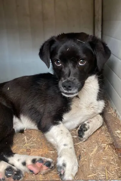 Gilbert, adopted