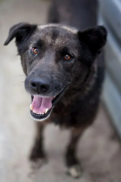 Campina, adopted