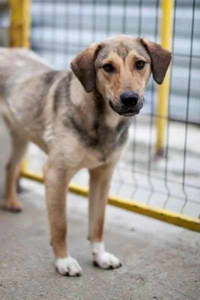Jasmo, adopted