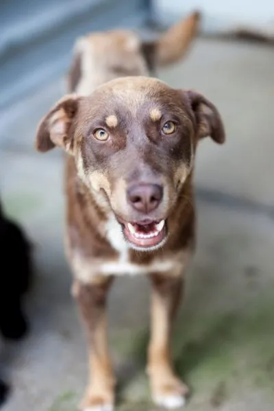 Bria, adopted