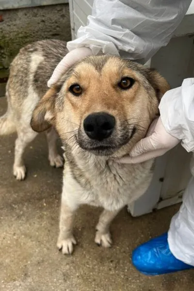 Sheila, adopted