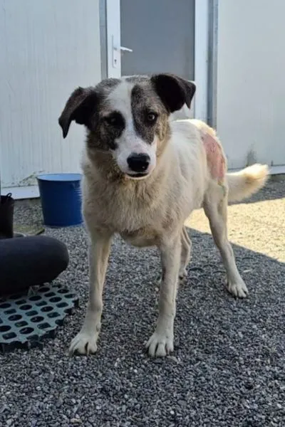 Ronja, adopted