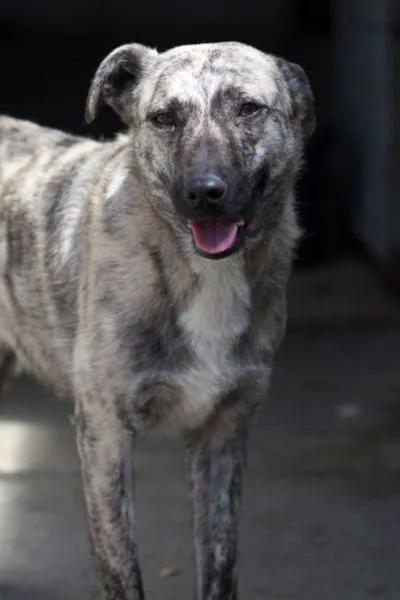 Rumi, adopted