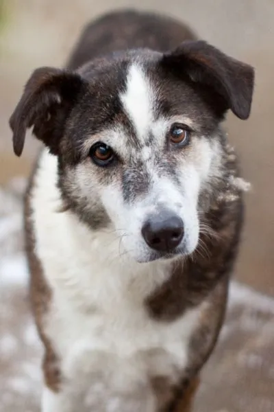 Solea, adopted