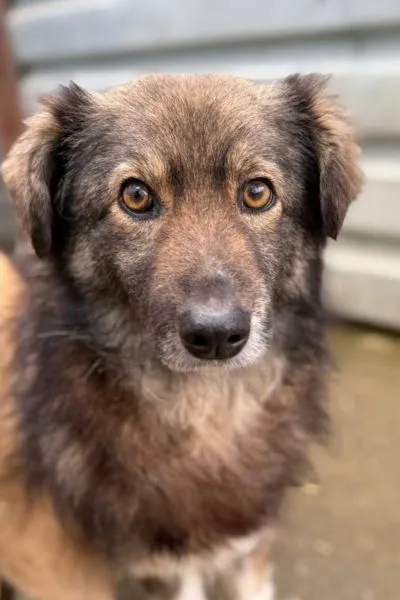 Nikos, adopted