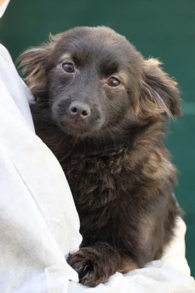Olive, adopted