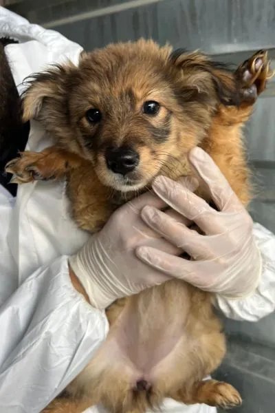 Papaya, adopted