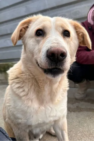 Millie, adopted