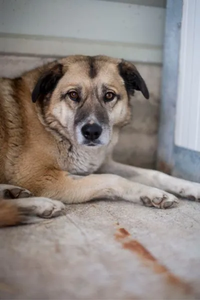 Annika, adopted