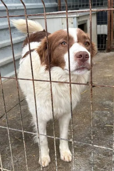 Toffee, adopted