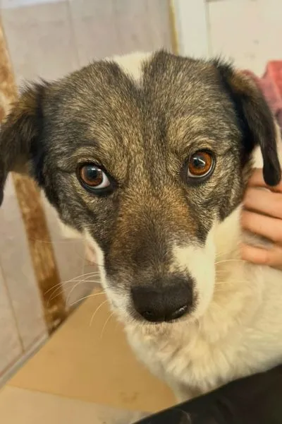 Neyla, adopted