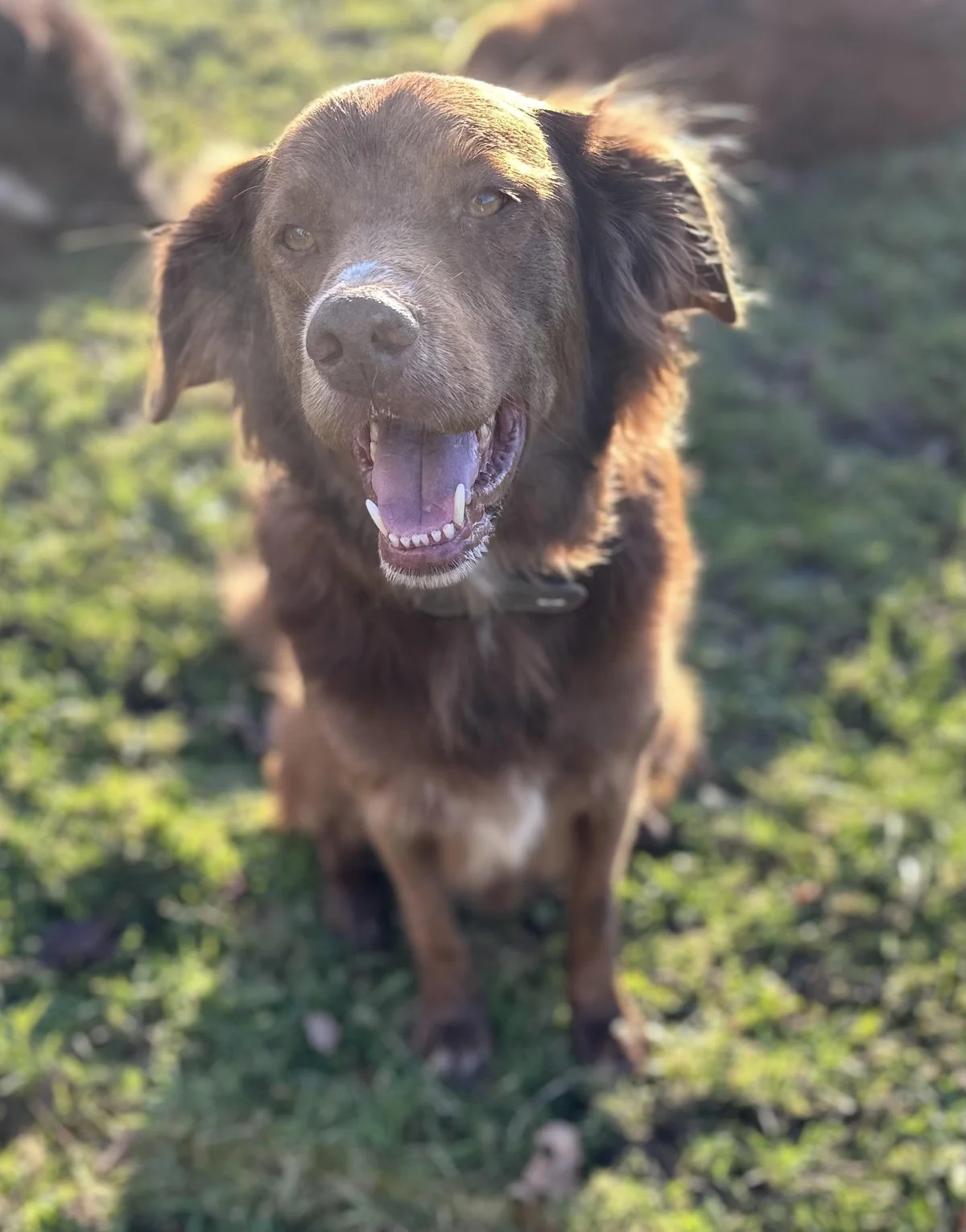 Irish Setter