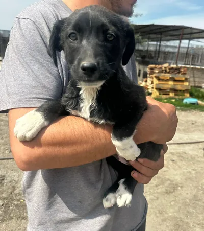 Anna, adopted