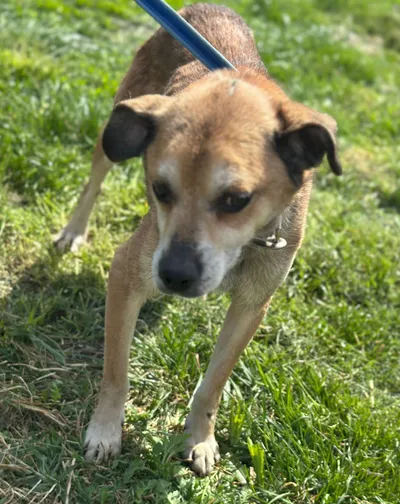 Henry, adopted
