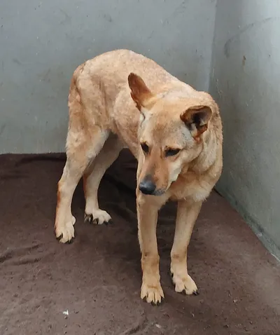 Lotta, adopted
