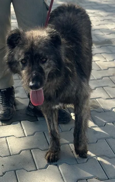 MIRO, adopted