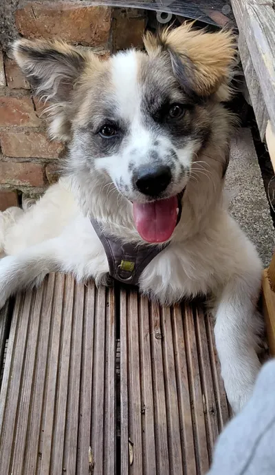 Pünktchen, adopted