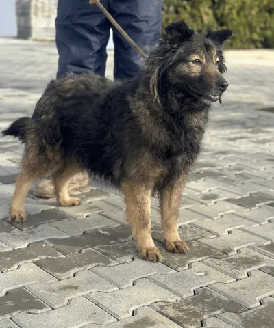 Seika, adopted