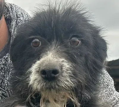 Trudi, adopted