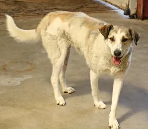 Gina ist vermittelt, adopted