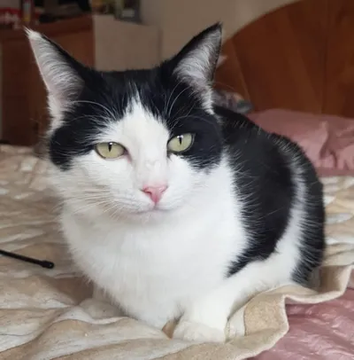 Lilly, adopted