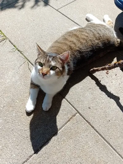 Loki, adopted